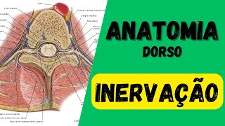 INERVAÇÃO DO DORSO  ANATOMIA  Aula de Anatomia humana grátis e fácil [upl. by Conley]