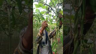 Sem ki harvesting ♥️shortsvideo youtubeshort agriculture farming tarrace kisan kitchengarden [upl. by Eward419]