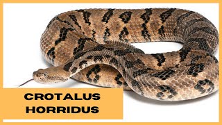 CROTALUS HORRIDUS  HOMOEOPATHY [upl. by Adehsar]