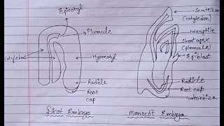 Dicot amp Monocot Embryo Diagram  What are Dicot and Monocot  Figure of Dicotyledon amp Monocotyledon [upl. by Omar382]