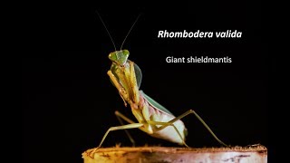 Rhombodera valida [upl. by Sadowski]