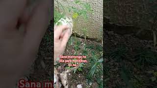 Sana mamunga na shortvideo plants garden [upl. by Esta]