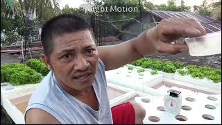 Mixing Solution Masterblend tomato formula for Hydroponics Lettuce [upl. by Nosneh]