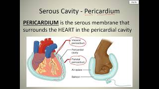 Chapter 1  Obj 6  Serous Membranes [upl. by Harbed955]