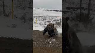 Grizzly Bear With Cubs Charges Truck on Rural Road [upl. by Liana61]