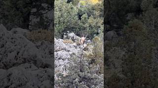 Bezoar ibex turkey trendingshorts wildlife animals reels youtubeshorts foryou viralshorts [upl. by Nolra]