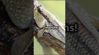 Meet the African Lungfish Natures Ultimate Survivor wildlifeadventure fishpedicure [upl. by Noletta]