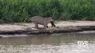 Jaguar Catches Baby Capybara [upl. by Gotthelf844]