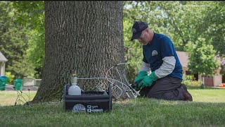 Emerald Ash Borer found in Kandiyohi County [upl. by Delorenzo]