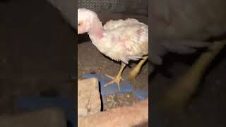 Original aseel murgay birds qualityaseel aseelmurga shortsvideo [upl. by Rellia]