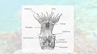 cnidarios [upl. by Ann]