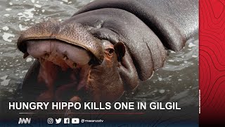 DEVASTATING HUNGRY HIPPO KILLS ONE IN GILGIL [upl. by Now565]