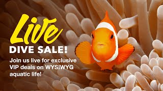 LiveAquaria® Live Dive Sale – 03112024 [upl. by Mushro]