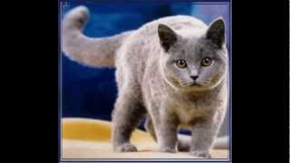 Gatto certosino  Chat des Chartreux [upl. by Killarney]