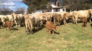 CHAROLAISANGUS X COWS amp CALVES [upl. by Ambrose22]