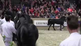 KFPS Royal Friesian Stallion Show [upl. by Arhna]