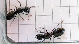 Camponotus pennsylvanicus USA vs Camponotus ligniperda Spain 12102024 [upl. by Bowrah]