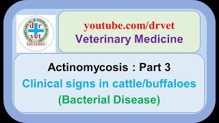 Actinomycosis Part 3  Clinical signs in cattle [upl. by Amla]