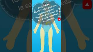 Sistema endocrino Páncreas endocrino insulina glucagón somatostatina y polipéptido pancreático [upl. by Korfonta]