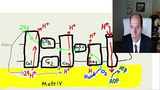 part 3 Glutamate brain damage [upl. by Simeon232]