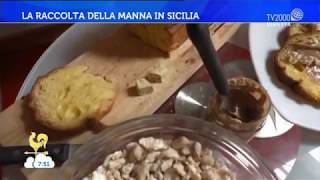 La raccolta della manna in Sicilia [upl. by Waterer123]