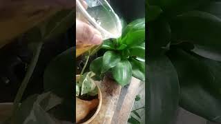 use of banana peelsgood source of nutrients fertiliserto plants ☘️🌺☘️☘️☘️☘️🌺🌺🌺 [upl. by Ieppet]