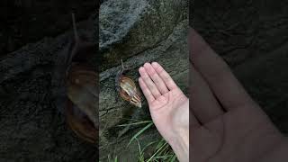 Achatina fulica아카티나 풀리카아프리카 달팽이 nature snail massive [upl. by Nolad]