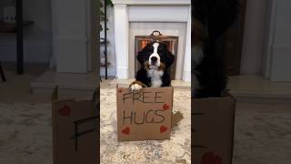 Like for a hug 🐾♥️ bernesemountaindog bernese berner puppy puppies aspenbernerbear [upl. by Ynots526]