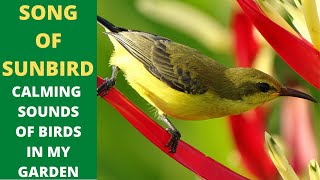 Song Of Sunbird Calming Sounds Of Birds in My Garden [upl. by Lynde365]