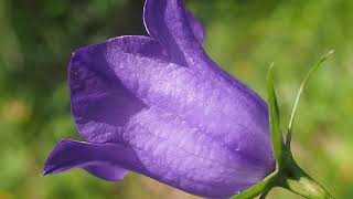 Campanule à feuilles de pêcher Campanula persicifolia [upl. by Esteban]