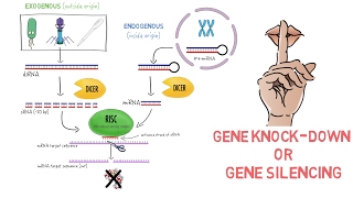 RNAi Gene Knockdown [upl. by Caines]