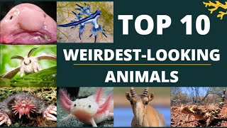 TOP 10 WEIRDEST LOOKING ANIMALS [upl. by Aneehsirk]