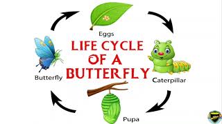 Lifecycle of a Butterfly  Butterfly lifecycle [upl. by Akinirt]