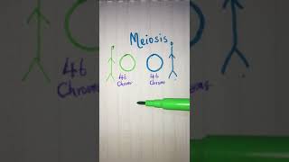 Meiosis explained in less than 2 minutes 🧬 LetsTakeACellfie [upl. by Hera]