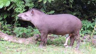 2017040911 【南美貘South American Tapir】玻利維亞馬迪迪國家公園Madidi National ParkBolivia [upl. by Mahda]