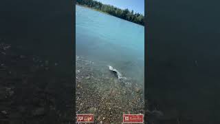 Alaska Salmon Fishing in a Glacier Fed River alaskafishing catchandrelease salmon [upl. by Schacker10]