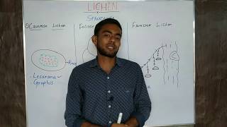 Lichen what is lichen in hindi Class 11 and 7 biology lichen kya hota hai [upl. by Aseuqram]