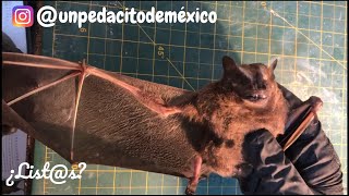 Taxidermia a Murciélago a Cámara Rápida [upl. by Lindbom]