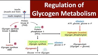 Regulation of Glycogen Metabolism  Glycogen Metabolism  Carbohydrate Metabolism  Biochemistry [upl. by Idonna]