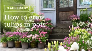 How to grow tulips in pots [upl. by Kurtz613]