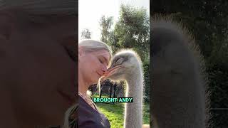 An ostrich ran into the highway to chase love animals ostrich shorts love story [upl. by Teillo623]