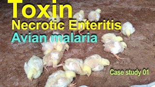 Poultry Farming  Toxin Necrotic Enteritis Avian Malaria Poultry Diseases case 001 [upl. by Ahsir]