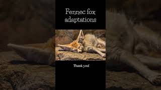 Fennec fox adaptations [upl. by Okiek]