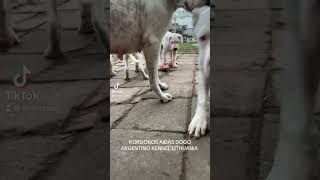 KORDOBOS AIDAS DOGO ARGENTINO KENNEL LITHUANIA puppy [upl. by Elagiba]