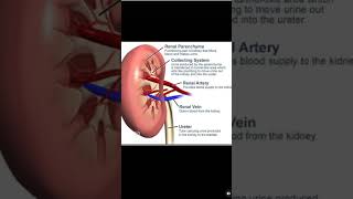 Kidney anatomy medicoknowledge healthcareprofessional formedicalstudentnursingstuden basic💯🧑‍⚕️ [upl. by Ahseenak]