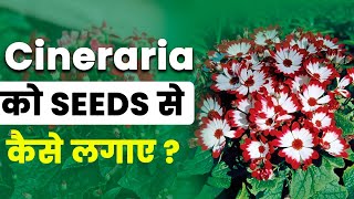 How to grow cineraria from seeds  Cineraria से ढेरों फुल कैसे पाए  Cineraria Plant Care in India [upl. by Pamelina471]