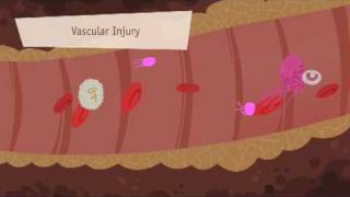 Hemostasis Coagulation and Fibrinolisis [upl. by Johm]