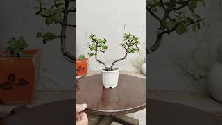 How to make a Jade Bonsai Tree 🌳 bonsai shortsfeed shortsfeeds ytshorts viralvideo shorts [upl. by Oznole]