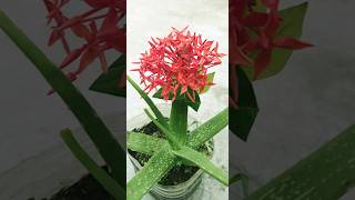 Propagation of Ixora coccinea flowers by tops shorts [upl. by Lathrope]