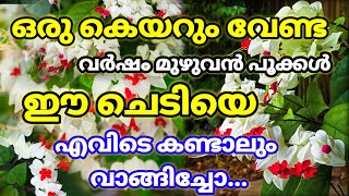 വർഷം മുഴുവൻ ചെടിയിൽ പൂക്കൾ നിറയും ഈ കാര്യങ്ങൾ ചെയ്താൽ മതിTottal Care about bleeding heart plantTip [upl. by Ajiak]